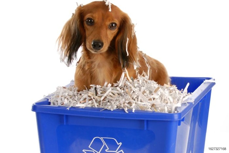 Dachshund recycle bin sustainability