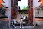 Indonesia dog guards temple.jpg