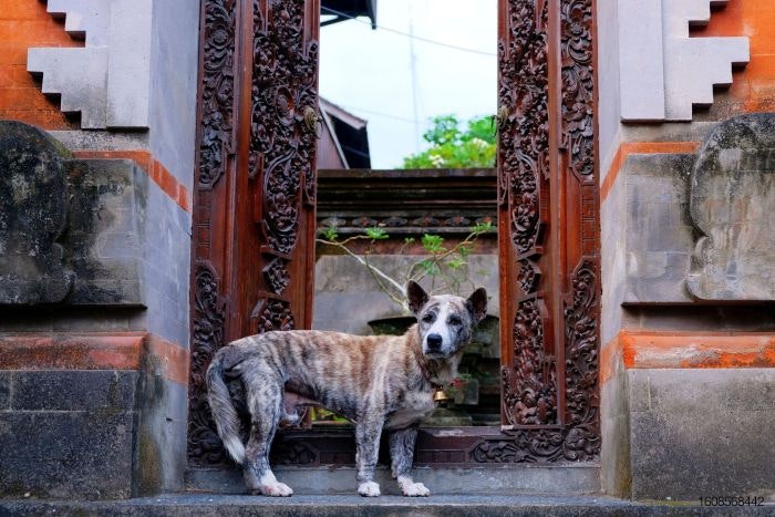 Indonesia dog guards temple.jpg
