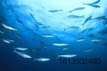 School of tuna in ocean
