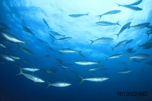 School of tuna in ocean