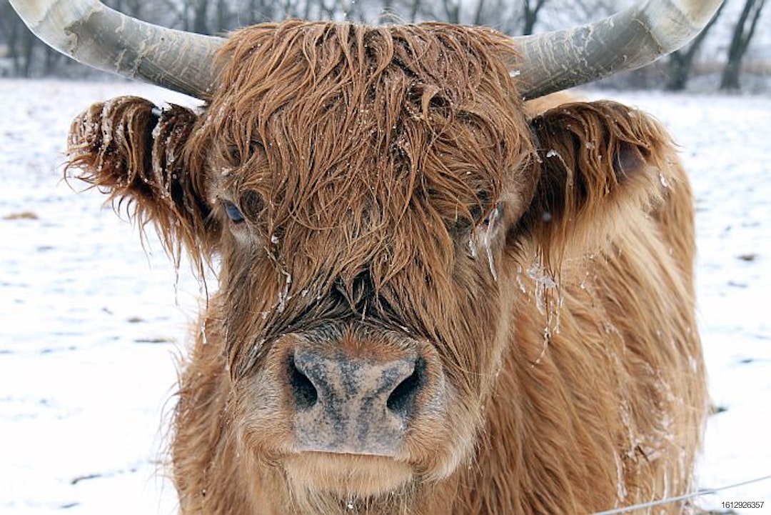 Highland-steer-in-snow.jpg