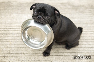 Dog-with-food-bowl