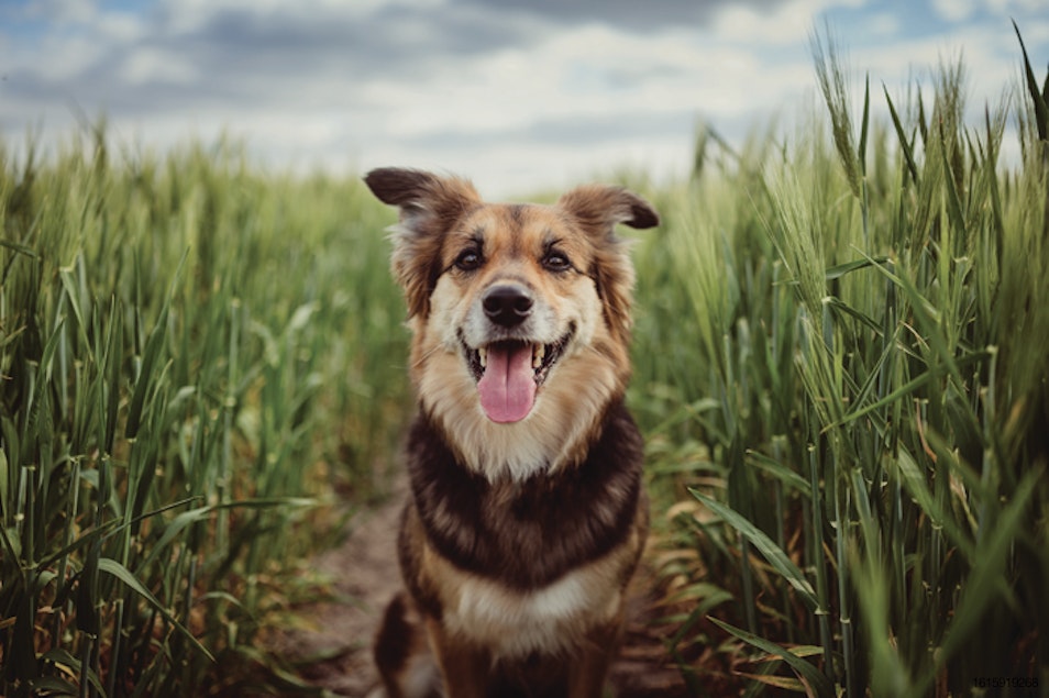 Longer life reported with plant-based dog food
