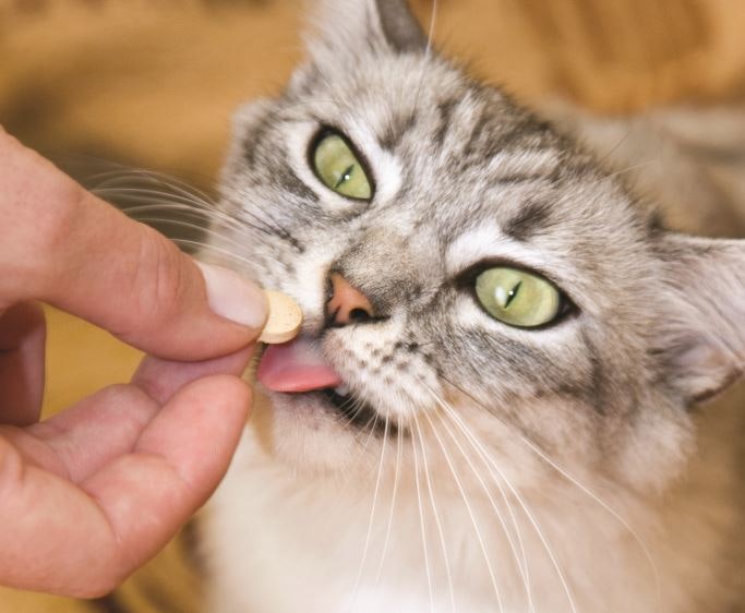 Pet supplement buyers adopt trends early, like branded ingredients