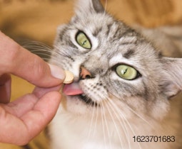 cat-eating-supplement