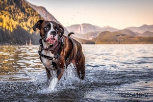Boxer-Canada-dog-mountain-forest-lake-nature.jpg