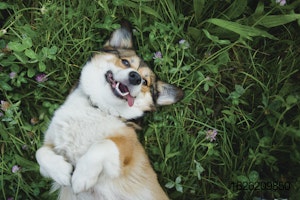 Happy-dog.jpg