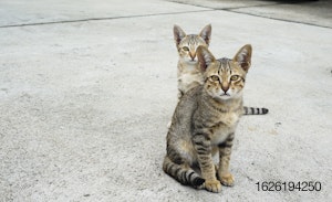 Street-cats.jpg