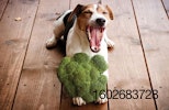 Dog-with-broccoli