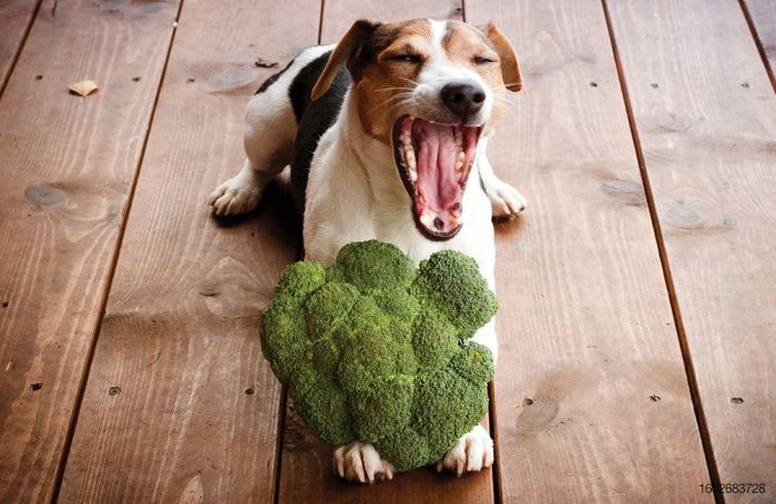 Dog-with-broccoli