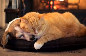 Sleeping-dog-and-cat