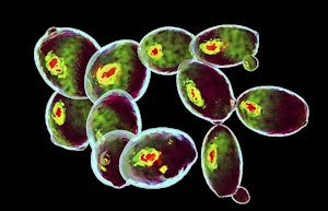 brewers-yeast-microscopic-fungi.jpg