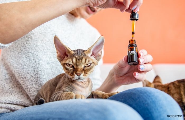 Still growing: CBD trends in the pet space | PetfoodIndustry.com