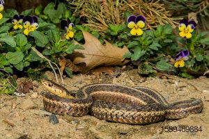 garter-snake-flowers-garden-reptile.jpg