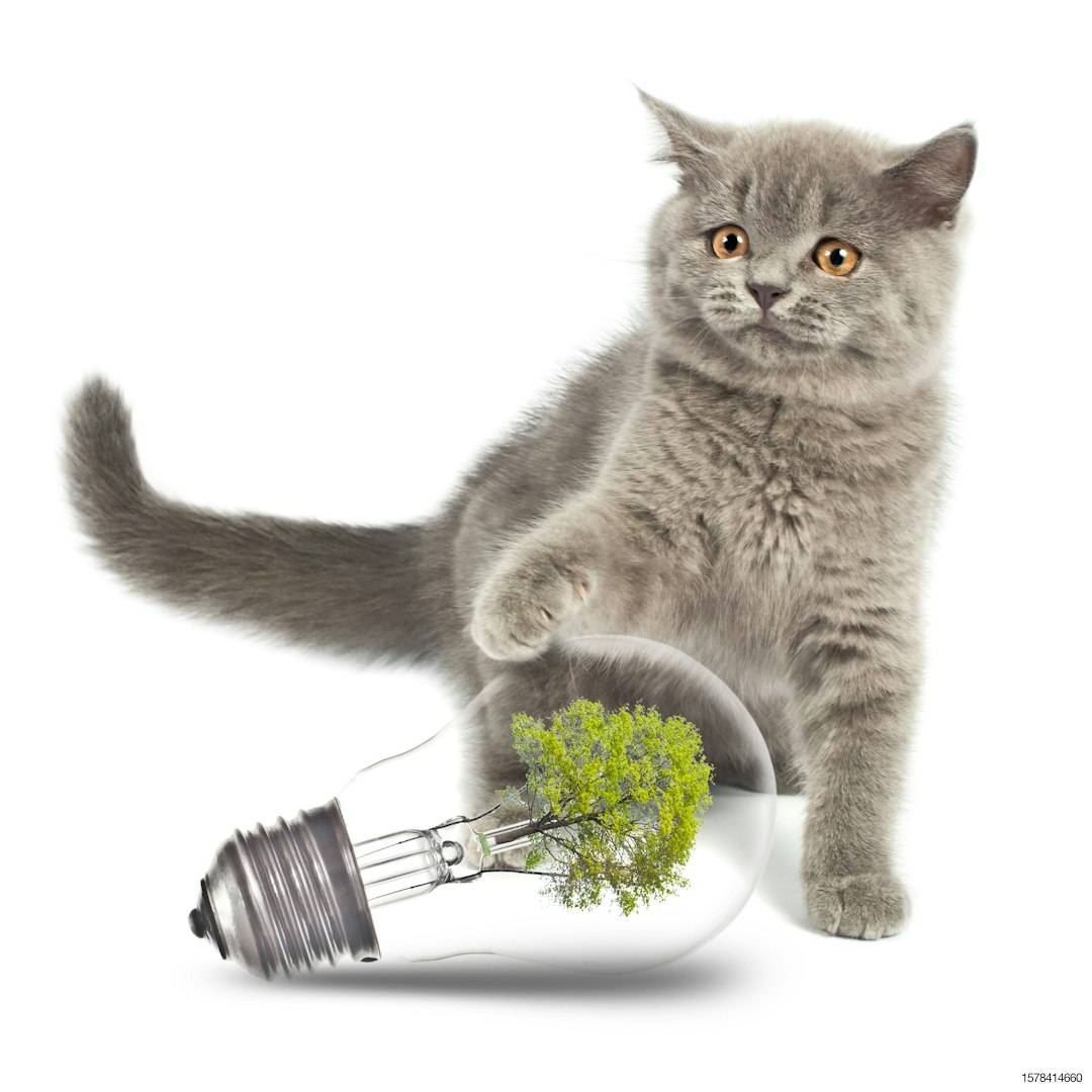 kitten-light-bulb-tree-sustainability-idea.jpg
