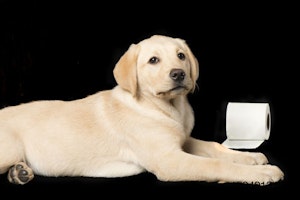 Labrador-dog-toilet-paper