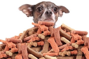 pet-treats-from-human-trends