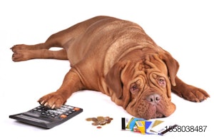 dog-calculator-coins-money-credit-cards-debt.jpg