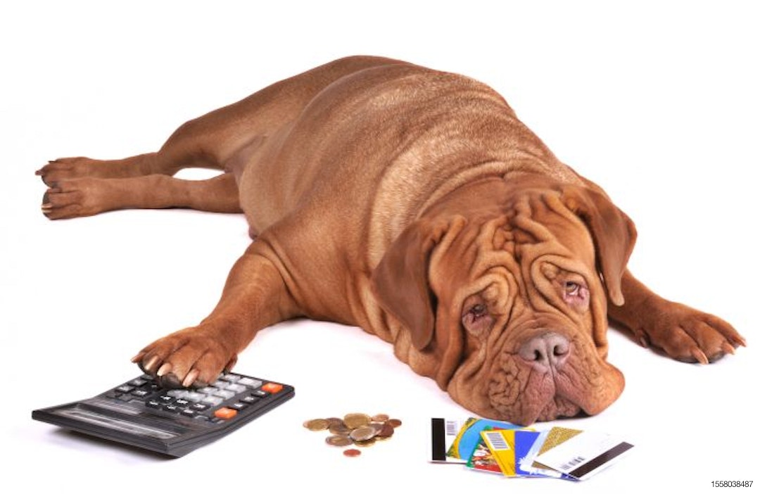 dog-calculator-coins-money-credit-cards-debt.jpg