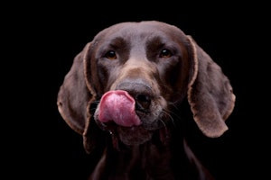 dog-licking-lips.jpg