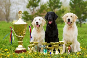three-dog-trophy-awards-medal.jpg