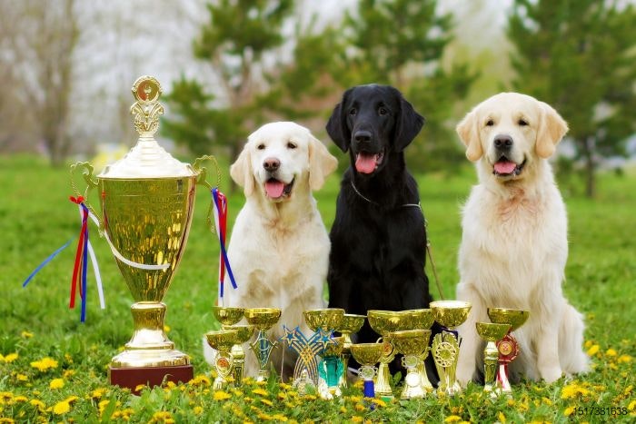 three-dog-trophy-awards-medal.jpg