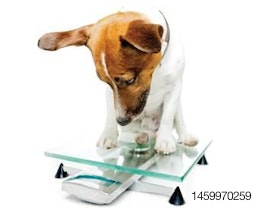 Dog-on-scale-1301PETnutrition