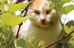 Calico cat lying in vineyard leaves