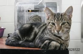 A short hair tabby cat laying on top of a table