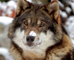 Orijen-wolf-dog-dna-1403PETbio.jpg