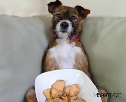 Puppy-Cake-snacking-dog-1304PETtreats