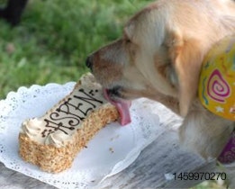 dog-eating-cake-1411PETthreedog