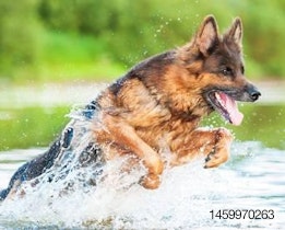 Active-dogs-protein-power-1410PETprotein.jpg