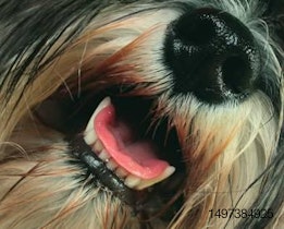 Close-up of shaggy dog with open mouth and tongue