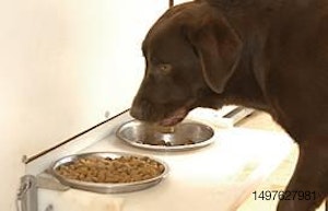 Brown lab eating dry pet kibble from bowl