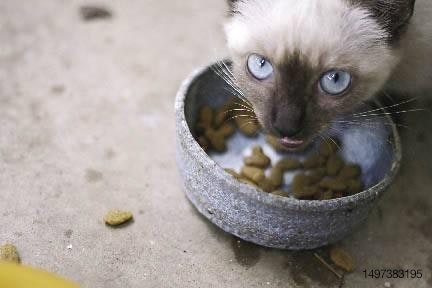 Siamese cat eating food out of a bowl