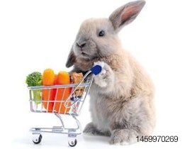 Retail-channel-habits-pet-consumers-1309PETretail