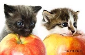 Two kittens resting their heads on apples