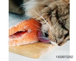 Cat-enjoys-fish-flavor-nutrition-1411PETfish.jpg