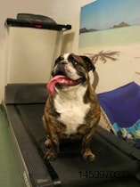dog-on-treadmill-1401PETmorrisanimalinn.jpg
