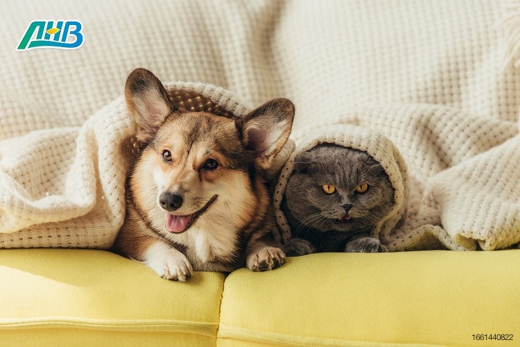 Native Anhui cat and dog under blanket