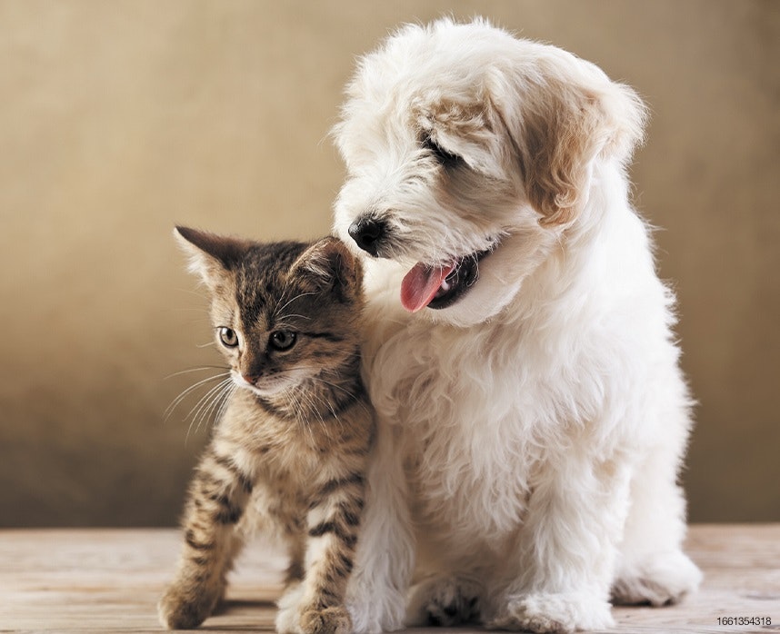 Native Phileo tabby kitten and white laberdoodle puppy