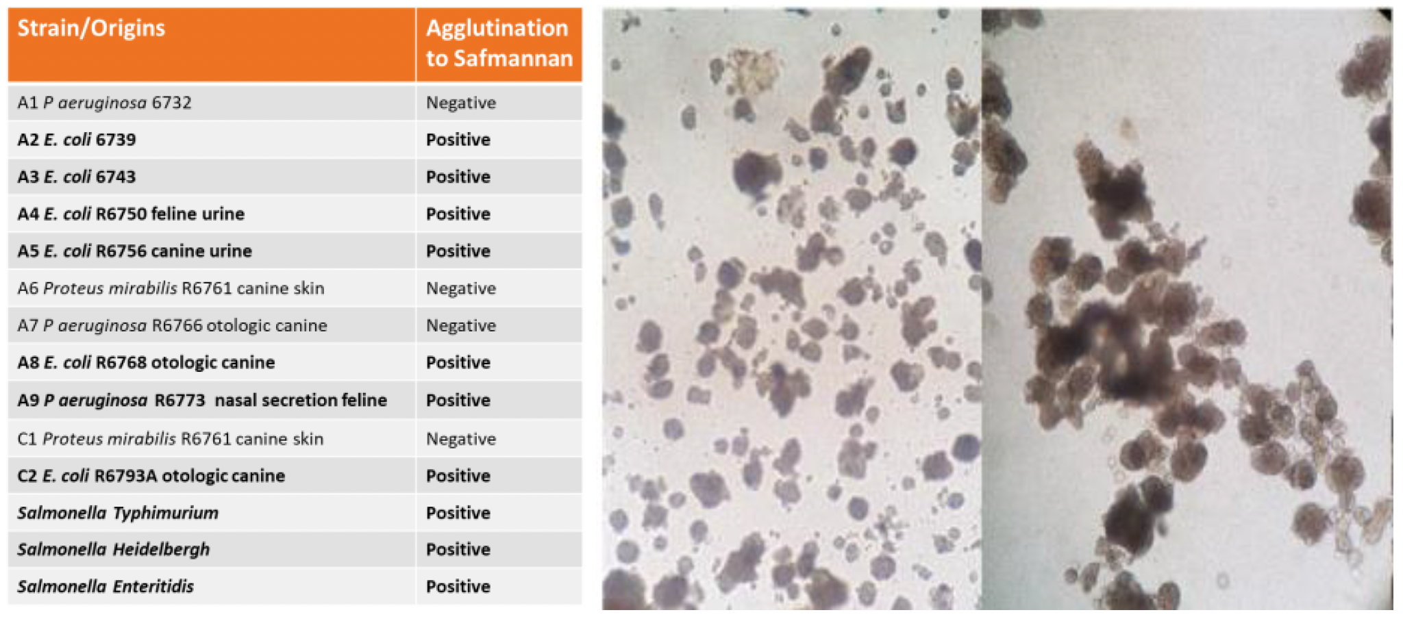 SASI Phileo bacterial strains chart