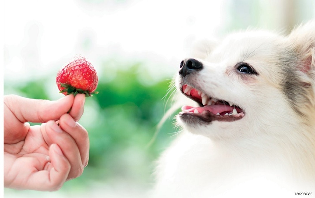 Dog and strawberry
