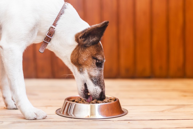 Terrier eating from bowl