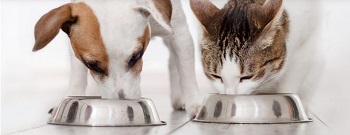 Dog and cat eating together
